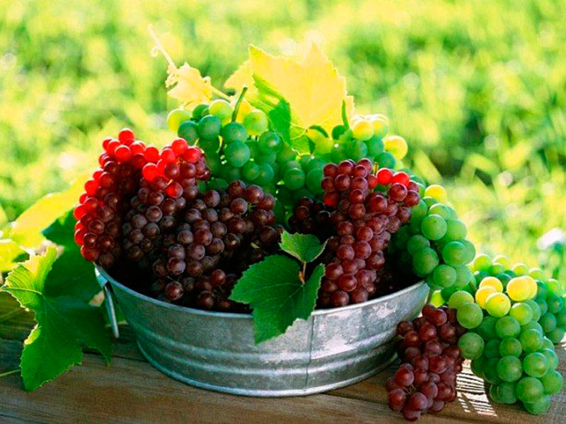 Применение емкости из пластика в виноделии